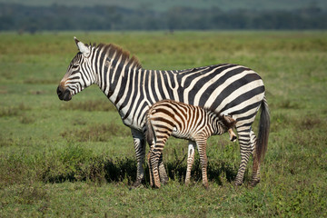 Fototapeta na wymiar Mother and baby zebra standing in green plains of Ngorongoro Crater with the baby feeding Tanzania