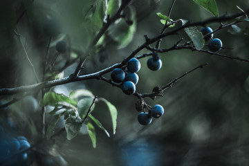 blackthorn of a tree with berries - obrazy, fototapety, plakaty