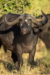 Obraz premium Buffalo female looking straight at camera in Moremi Botswana
