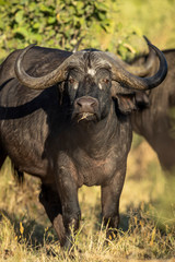 Buffalo female looking straight at camera in Moremi Botswana
