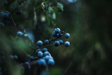 blackthorn of a tree with berries