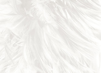 white feather wooly pattern texture background