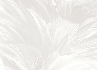 Beautiful white feather wooly pattern texture background