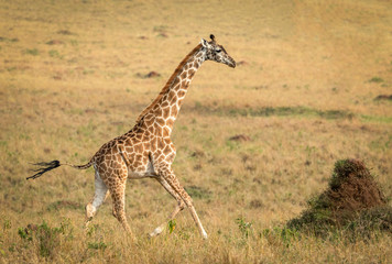 Adult female giraffe running across the vast grassy plains of Masai Mara in Kenya