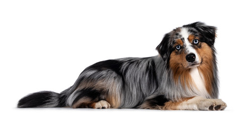 Handsome and well groomed Australian Shepherd dog, laying down side ways. Looking towards camera with light blue eyes and cute head tilt. Isolated on white background.