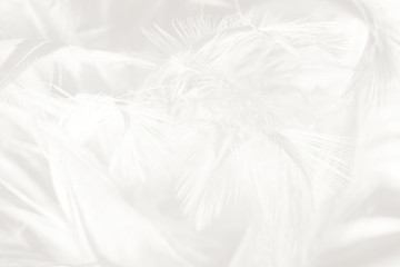 Obraz premium Beautiful white feather wooly pattern texture background