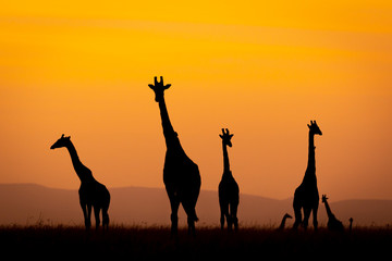 Tower of giraffe silhouette isolate on orange sky in Masai Mara Kenya