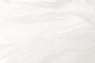 Beautiful white feather wooly pattern texture background