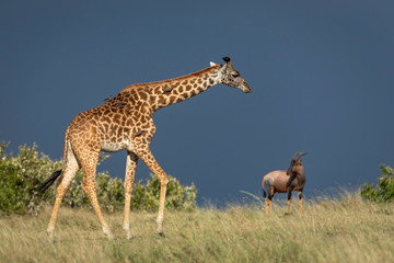 Female giraffe walking in the Masai Mara plains next to a standing topi with dark thunder skies in background