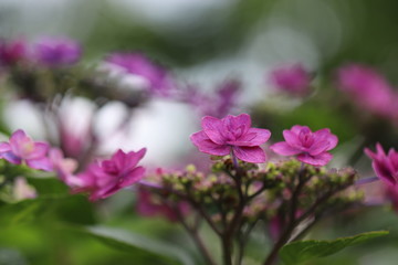 淡い紫の紫陽花の花
A pale purple hydrangea flower.
