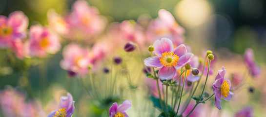 Obraz na płótnie Canvas Beautiful pink flower anemones fresh spring on blurred sunrise nature landscape on soft sunset background, macro. Spring summer template, uplifting amazing artistic nature flowers closeup