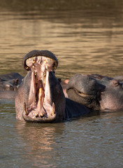 Big hippo yawn showing teeth tongue and pink mouth in Kruger Park South Africa