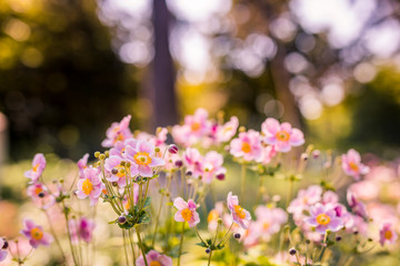 Obraz na płótnie Canvas Beautiful pink flower anemones fresh spring on blurred sunrise nature landscape on soft sunset background, macro. Spring summer template, uplifting amazing artistic nature flowers closeup