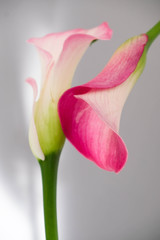Calla lilies close up macro flower photography. Pink calla flowers texture close-up. Floral macro photography.
