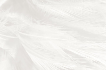  Beautiful white feather wooly pattern texture background