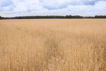 field of golden ripe rye under a blue sky with clouds and forest on the horizon (soft focus)
