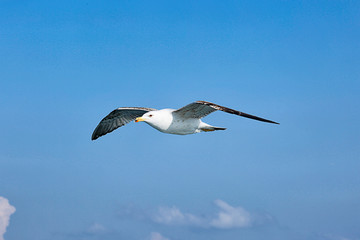 Sea Seagull, White Seagulls, Flying Seagull