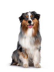 Handsome and well groomed Australian Shepherd dog, sitting up straigth facing front view. Looking towards camera with light blue eyes. Isolated on white background. Mouth open, tongue out.