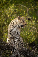 Vertical full body portrait of adult leopard sitting in a tree in Kruger Park in South Africa