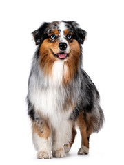 Handsome and well groomed Australian Shepherd dog, walking towards lens. Looking beside camera with light blue eyes. Isolated on white background. Mouth open, tongue out.