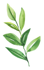 Watercolor hand painted botanical spring leaves and branches illustration isolated on white background