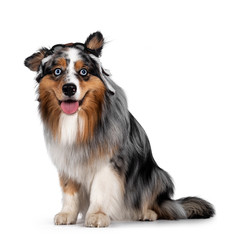 Funny shot of handsome and well groomed Australian Shepherd dog,sitting up side ways wearing pilot hat. Looking towards camera with light blue eyes. Isolated on white background. Mouth open, tongue ou