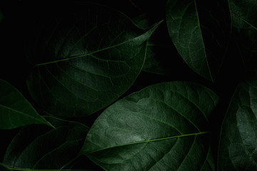 closeup nature view of green leaf texture, dark wallpaper concept, nature background, tropical leaf