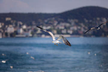 Sea Seagull, White Seagulls, Flying Seagull