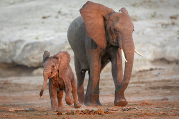 Fototapeta na wymiar Mother and a playful and cute baby elephant walking together in red sunset light in Chobe River Botswana