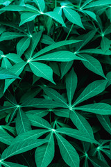 Obraz na płótnie Canvas closeup nature view of green leaf texture, dark wallpaper concept, nature background, tropical leaf