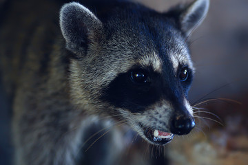 wild nosoha, american raccoon, animal in the wild