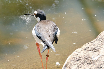 Chilean lapwing walking at the waterfront, seen from above