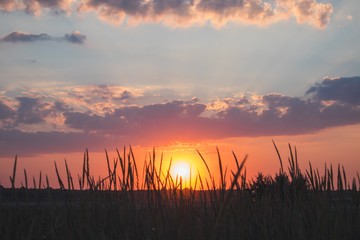 fiery sunset in a field with grass in the foreground