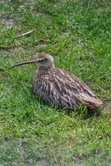 A cute Curlew chick, lies in a grassy field