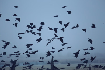 abstract blurred background, flock of black birds in flight, concept of sadness stress, autumn depression