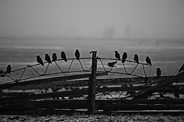 autumn landscape, flock of black birds, concept of sadness autumn foggy background