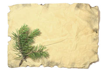 Old yellow paper with burnt edges and a green pine tree branch with pine needles in the lower left corner.