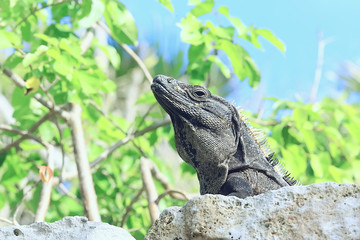 big iguana basking in the sun in mexico, animal yucatan