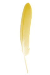 Fototapeta na wymiar Beautiful bright yellow colors tone feather isolated on white background