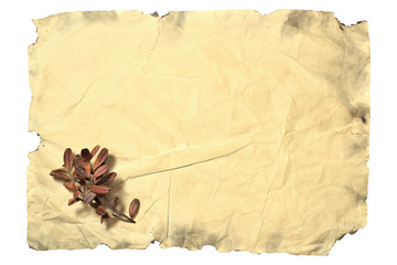 Aged yellow paper with burnt edges and a lingonberry plant in the lower left corner.