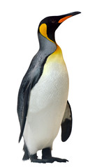 Naklejka premium King Penguin isolated on white background
