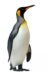 Wandaufkleber King Penguin isolated on white background © Rafael Ben-Ari