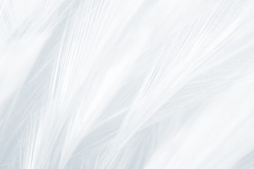  white feather pattern texture background