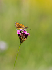Small skipper (thymelicus sylvestris) butterfly male feeding on flower