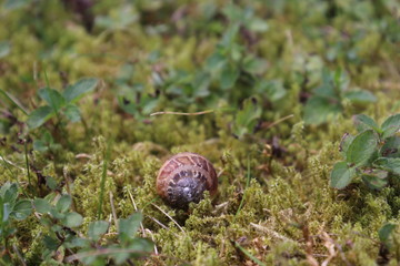 escargot nature