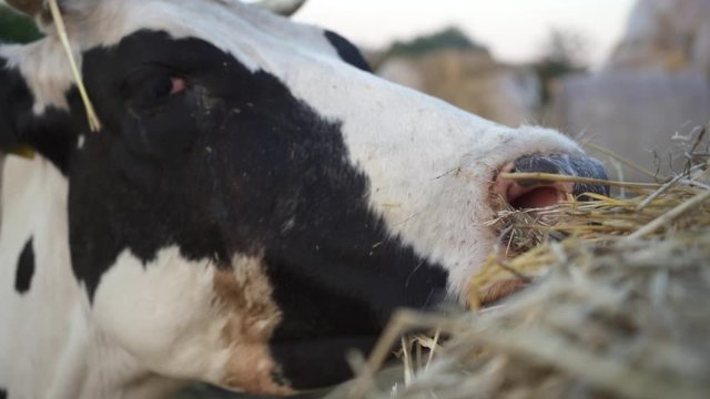 Dairy Cow Eating Hay On The Farm. Cow Chewing Head Close Up, 4k