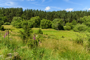 Fototapeta na wymiar small meadow between forests, blue sky with white clouds