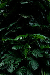 closeup nature view of green leaf in garden, dark tone nature background, tropical leaf
