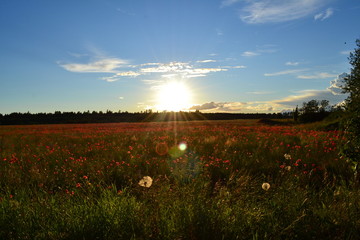 field of flowers