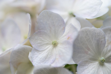 Fototapeta na wymiar 白い紫陽花